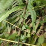 Thelypteris arbuscula Leaf