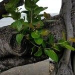 Ficus benghalensis Foglia