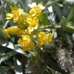 Alyssum umbellatum 花