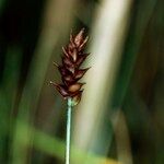 Carex dioica फल