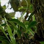 Polystachya cultriformis Цвят