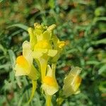 Linaria vulgarisFlor