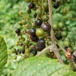 Vitis mustangensis Fruit