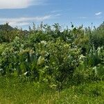 Rumex confertus Frunză