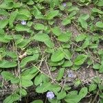 Evolvulus convolvuloides Hábito