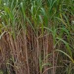 Miscanthus sacchariflorus Лист