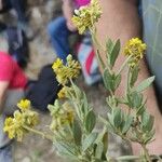 Helianthemum squamatum Hoja