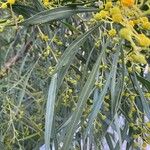 Acacia retinodes Лист