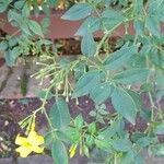 Jasminum humile List