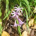 Tulbaghia violaceaFlower