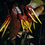 Psittacanthus cucullaris