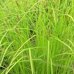 Carex squarrosa অভ্যাস