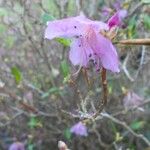 Rhododendron dauricum Cvet
