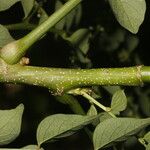 Phyllanthus anisolobus Plod