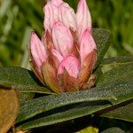 Rhododendron adenogynum Flower