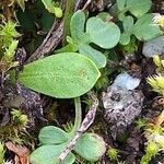 Cardamine resedifolia Lapas