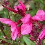 Gaura lindheimeri Kvet