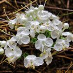 Clerodendrum schweinfurthii Flor