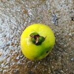 Psidium acutangulum Fruit