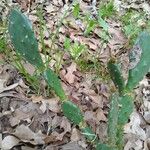 Opuntia dillenii Leht