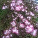 Calliandra selloi Fiore