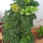 Polyscias fruticosa Leaf
