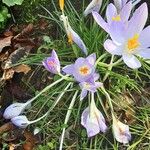 Crocus versicolor Celota