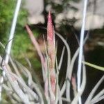 Tillandsia schiedeana Flor