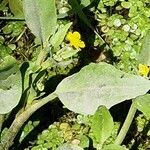 Ranunculus ophioglossifolius Blatt