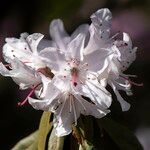 Rhododendron siderophyllum Kvet