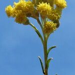 Helichrysum italicum Blomst