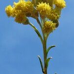 Helichrysum italicum Blüte