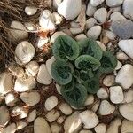 Cyclamen purpurascens Leaf