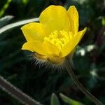 Ranunculus bulbosus Blomst