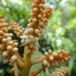 Tapeinosperma rubidum Flor