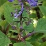 Plectranthus fruticosus Blüte