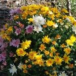 Chrysanthemum indicum Цвят
