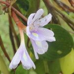 Heteranthera limosa Fleur