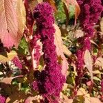 Amaranthus caudatusKvět