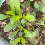 Leucanthemum maximum 葉
