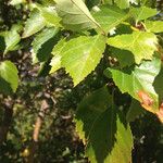 Crataegus marshallii Leaf