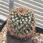 Mammillaria heyderi Fuelha