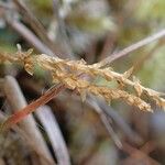 Selaginella helvetica Vrucht