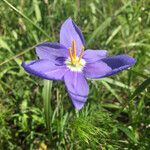 Nemastylis geminiflora Fiore