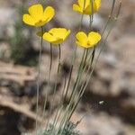 Eschscholzia glyptosperma ᱛᱟᱦᱮᱸ