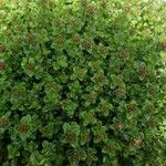 Thymus serpyllum Leaf