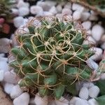 Mammillaria decipiens Foglia