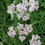 Achillea millefoliumFlower