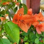 Bougainvillea × buttiana Floro