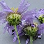 Aster amellus Flower